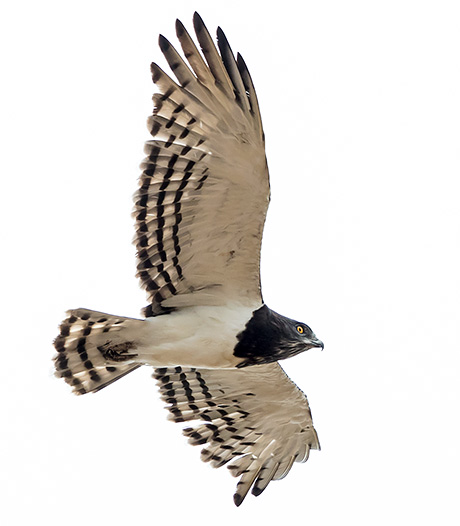 Black-chested Snake Eagle in flight